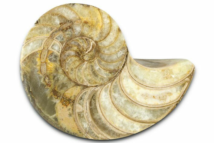 Cut & Polished Jurassic Nautilus Fossil (Half) - Madagascar #365530